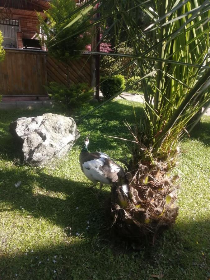 Vacation Home Nukri Gonio Exterior foto